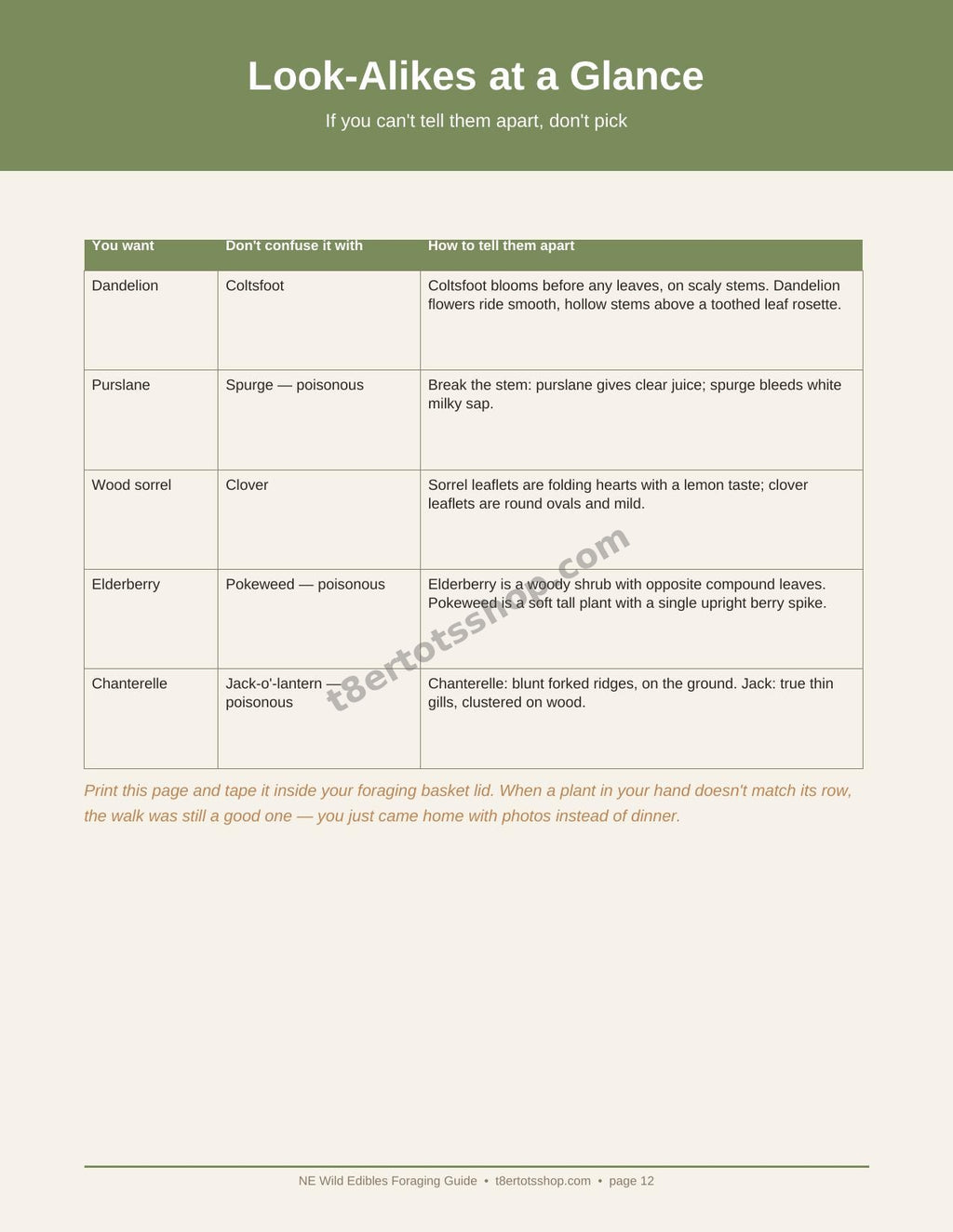 NE Wild Edibles Foraging Guide — 14 Printable Pages