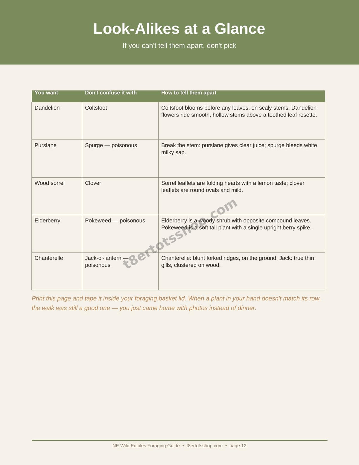 NE Wild Edibles Foraging Guide — 14 Printable Pages